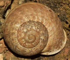 Iberus alonensis