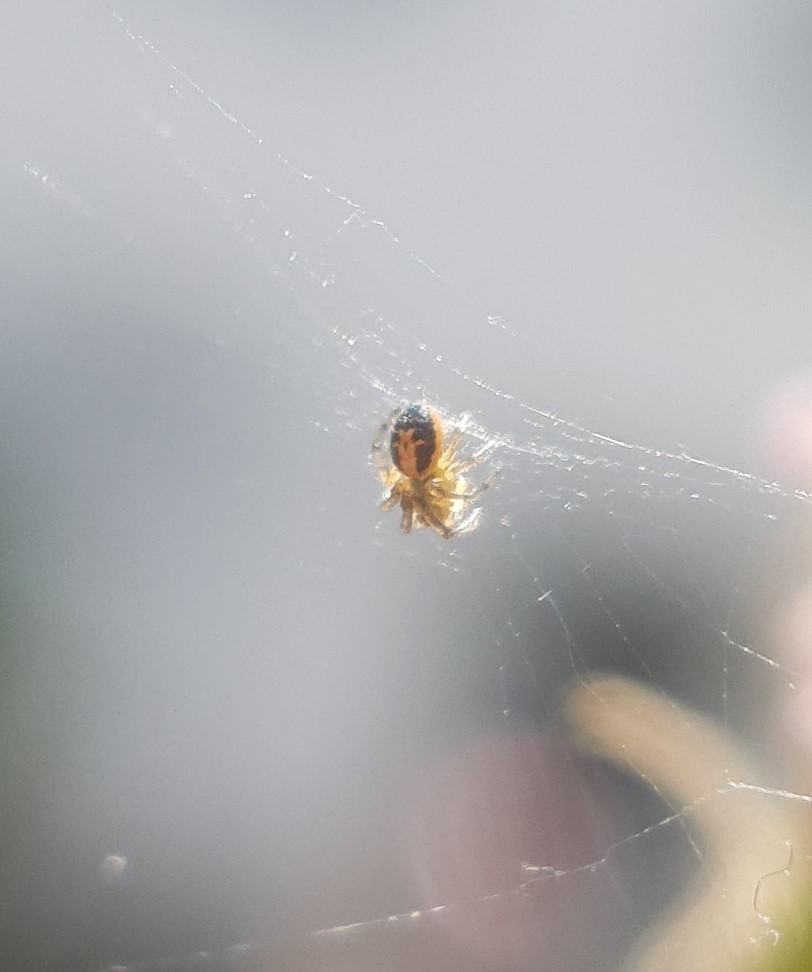Missing sector orb weaver (Zygiella x-notata)
