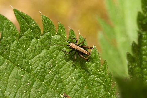 Photo of Dark Bush-cricket (Pholidoptera griseoaptera)