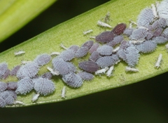 Neophyllaphis varicolor
