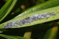 Neophyllaphis varicolor
