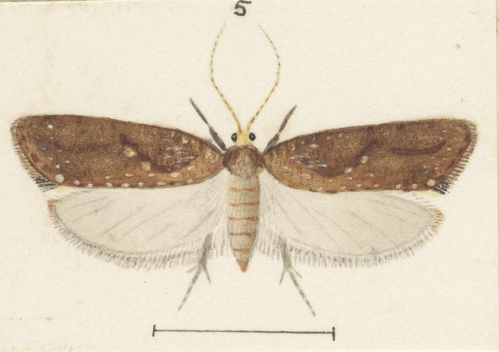 Orthenches prasinodes