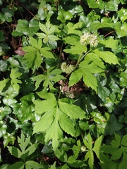 Hydrophyllum fendleri