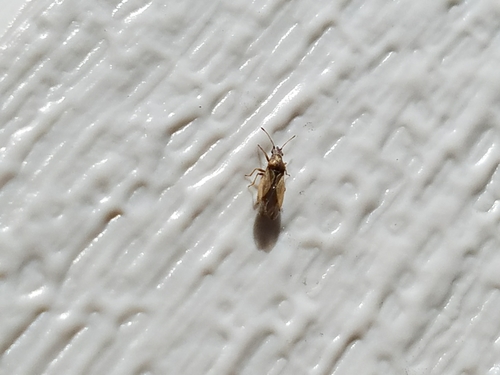 Cymidae