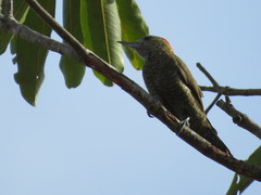 Dryobates passerinus