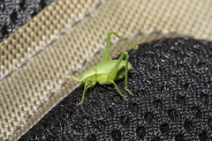 Isophya camptoxypha