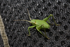 Isophya camptoxypha
