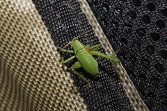 Isophya camptoxypha