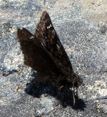 Erynnis pacuvius
