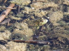 Pelophylax ridibundus
