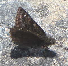 Erynnis pacuvius
