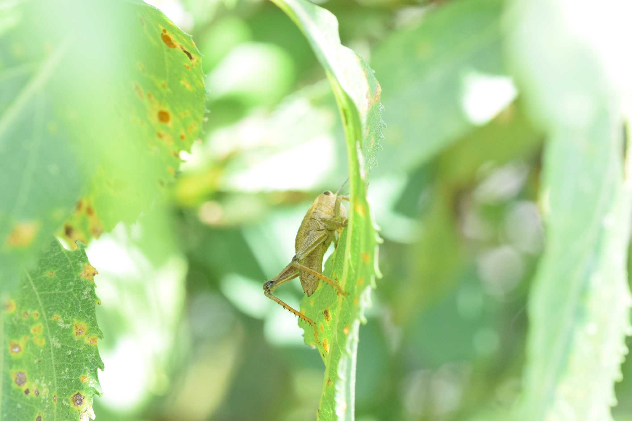 Romaleinae image