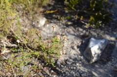 Jamesbrittenia albomarginata