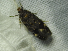 Chionodes bicostomaculella