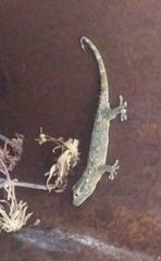 Tarentola mauritanica