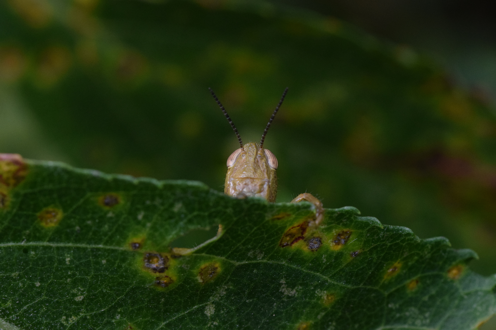 Quitus podocarpus image
