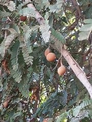 Tamarindus