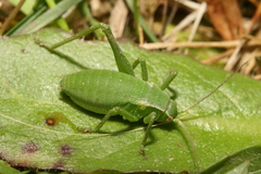 Isophya camptoxypha