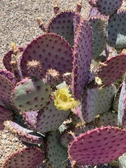 Opuntia rufida