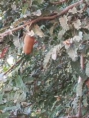 Tamarindus