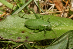 Isophya camptoxypha