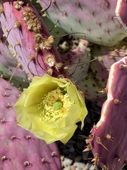 Opuntia rufida