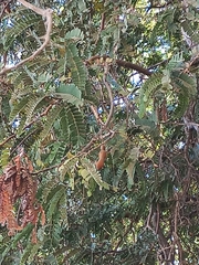Tamarindus