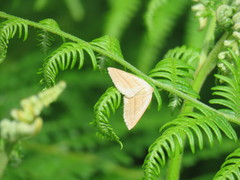 Petrophora chlorosata