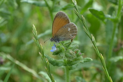 Coenonympha