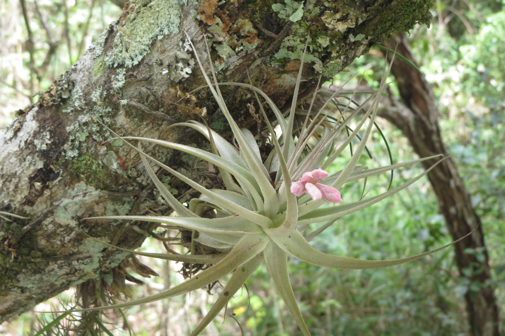 Tillandsia gardneri
