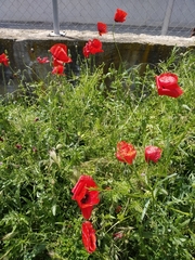 Papaver rhoeas