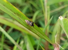 Pentatomidae