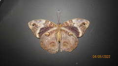 Opsiphanes tamarindi
