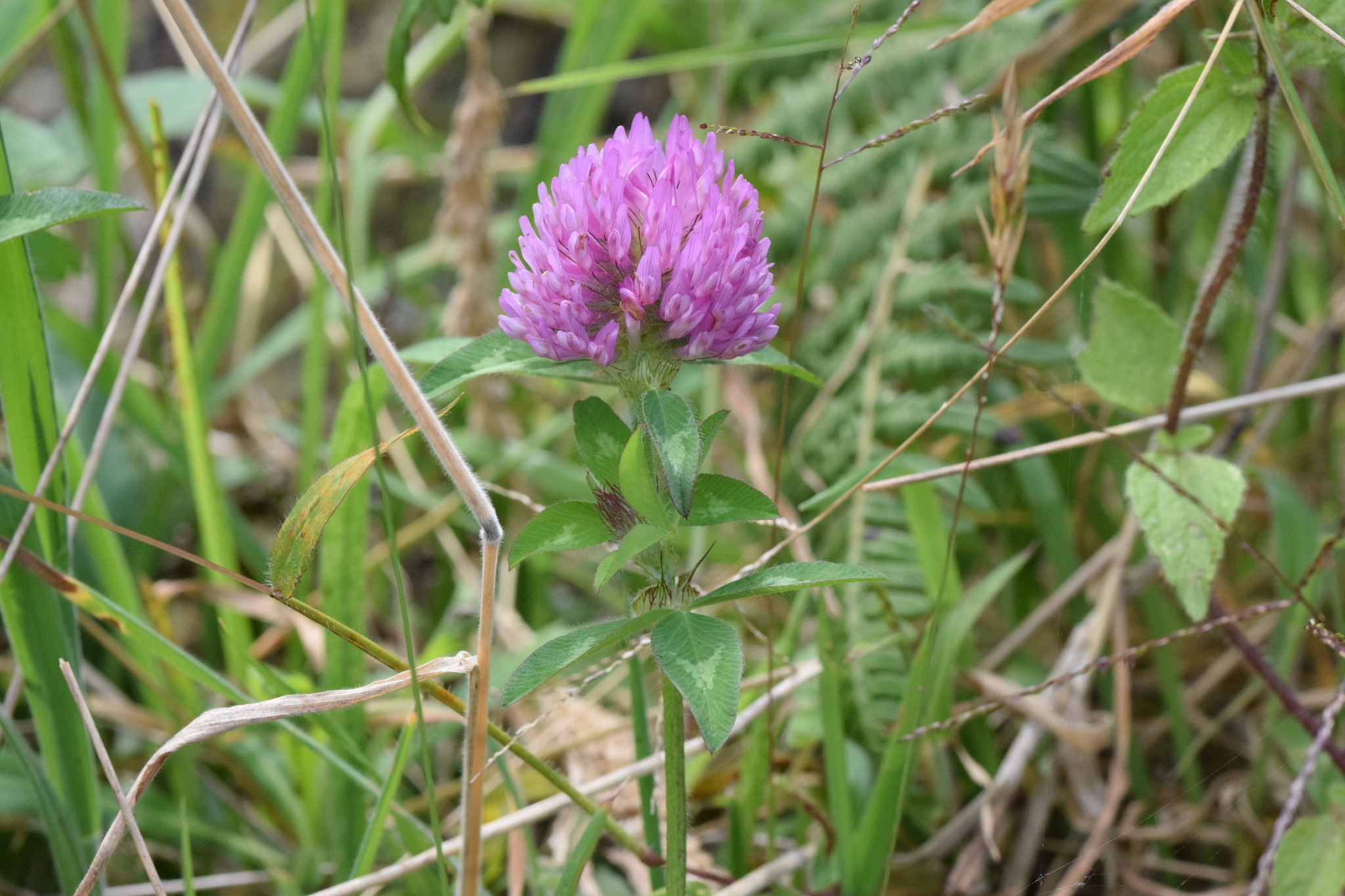 Trifolium pratense image