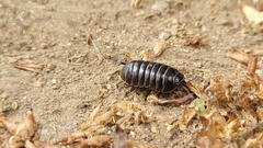 Armadillidium vulgare