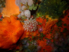 Alcyonium variabile