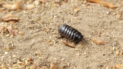 Armadillidium vulgare
