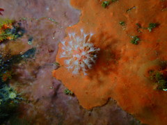 Alcyonium variabile