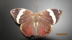 Opsiphanes tamarindi