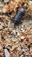 Armadillidium vulgare