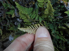 Myriopteris covillei