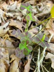 Oxalis colorea