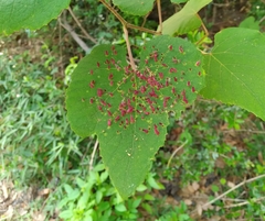 Ampelomyia viticola image