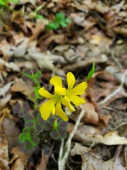 Oxalis colorea