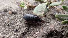 Harpalus