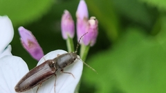 Athous haemorrhoidalis