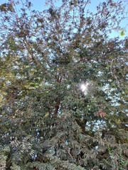 Tamarindus