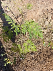 Moringa