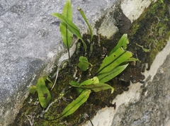 Microsorum scolopendria