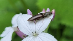 Athous haemorrhoidalis